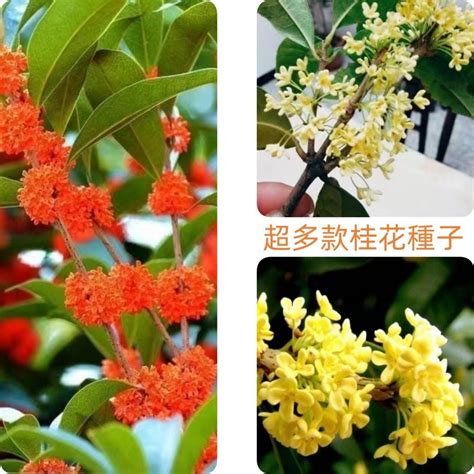 桂花樹種類|桂花品種大全圖識